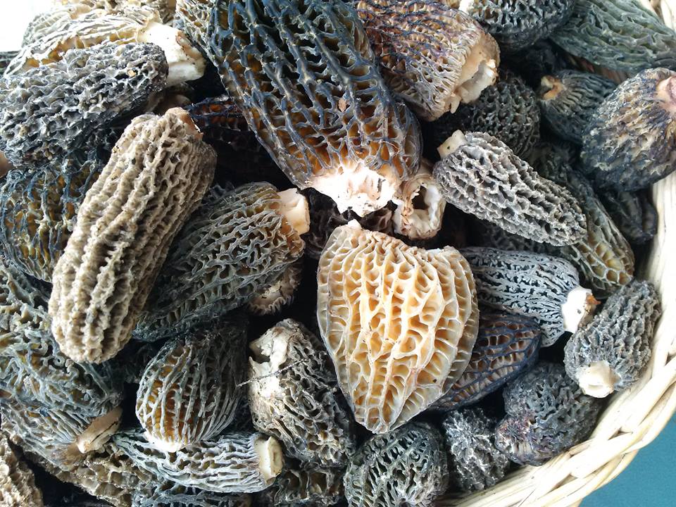 morel mushrooms