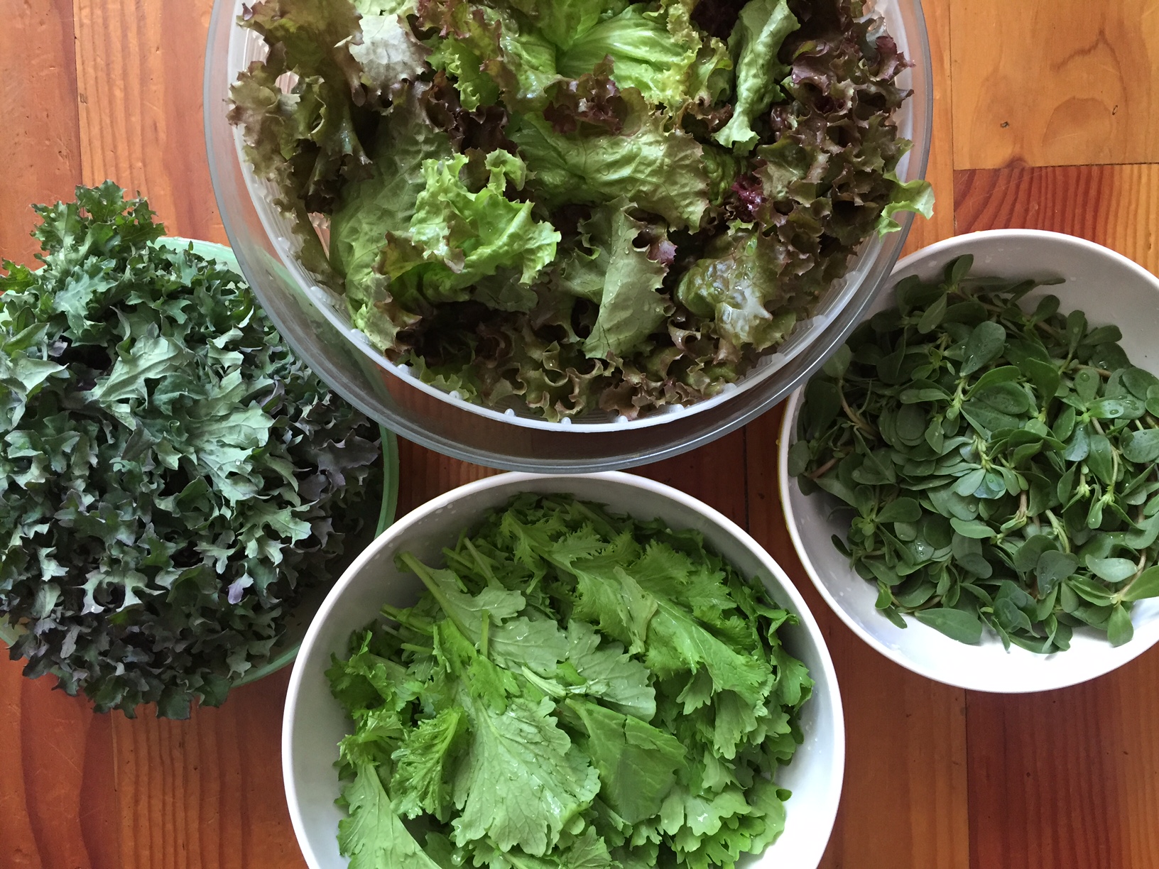 This week’s greens: pizzo, purslane, kale, and red-leaf lettuce.