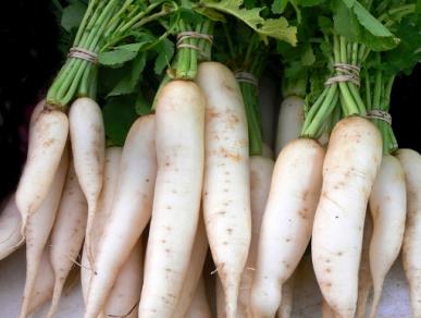 daikon-radish